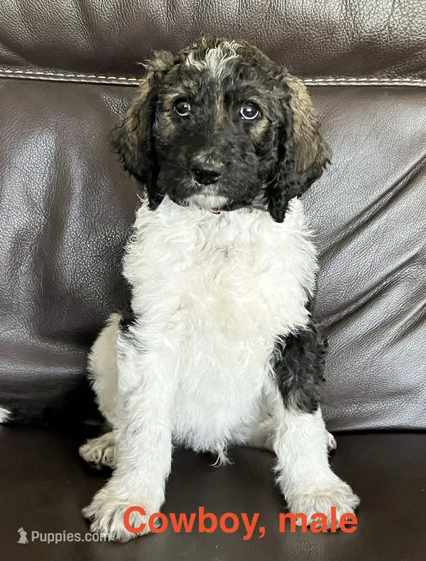 Cowboy  – Aussiedoodle puppy for sale in Lake Helen, FL