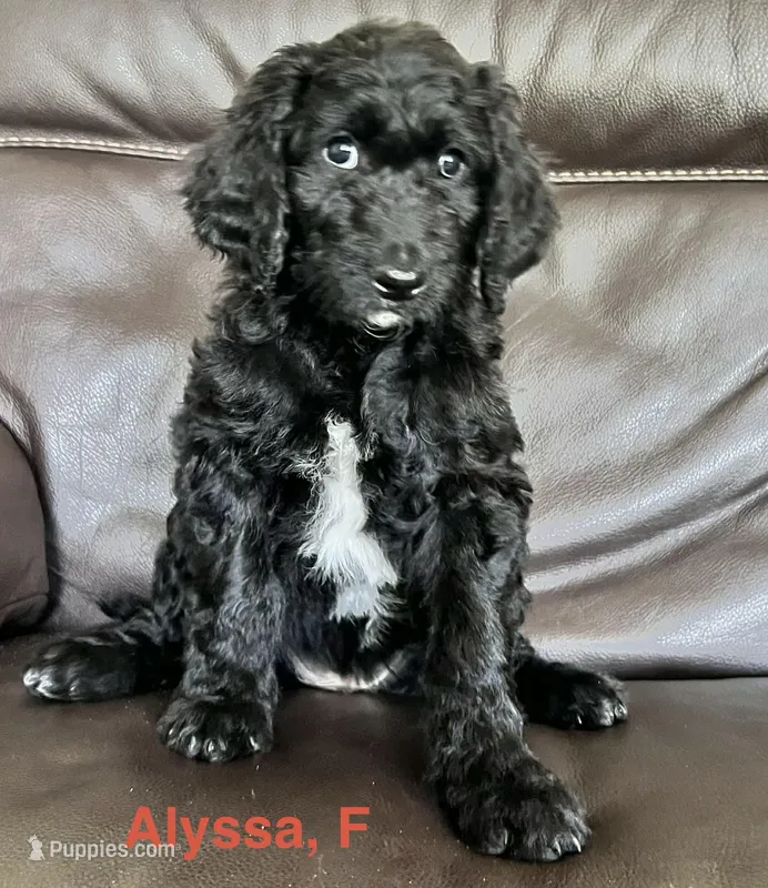 Alyssa – Aussiedoodle puppy for sale in Lake Helen, FL