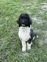 Cowboy , a male Aussiedoodle for sale in Lake Helen, FL – 3 of 3