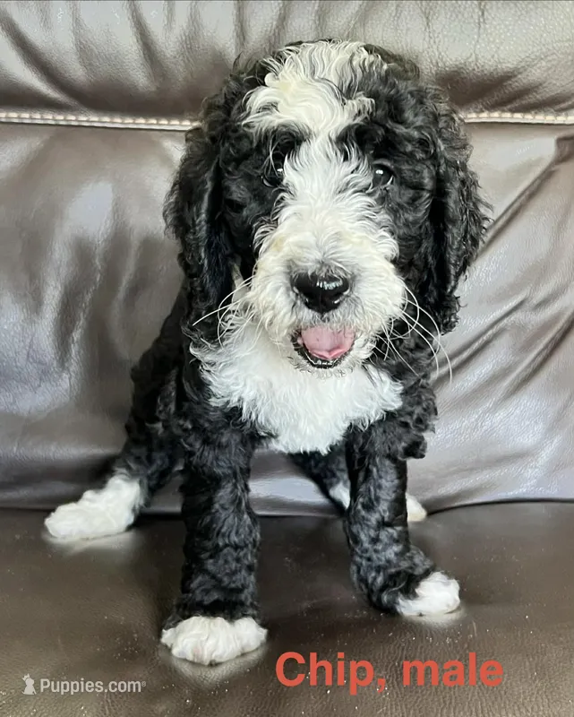 Chip – Bernese Mountain Dog, Aussiedoodle puppy for sale in Lake Helen, FL