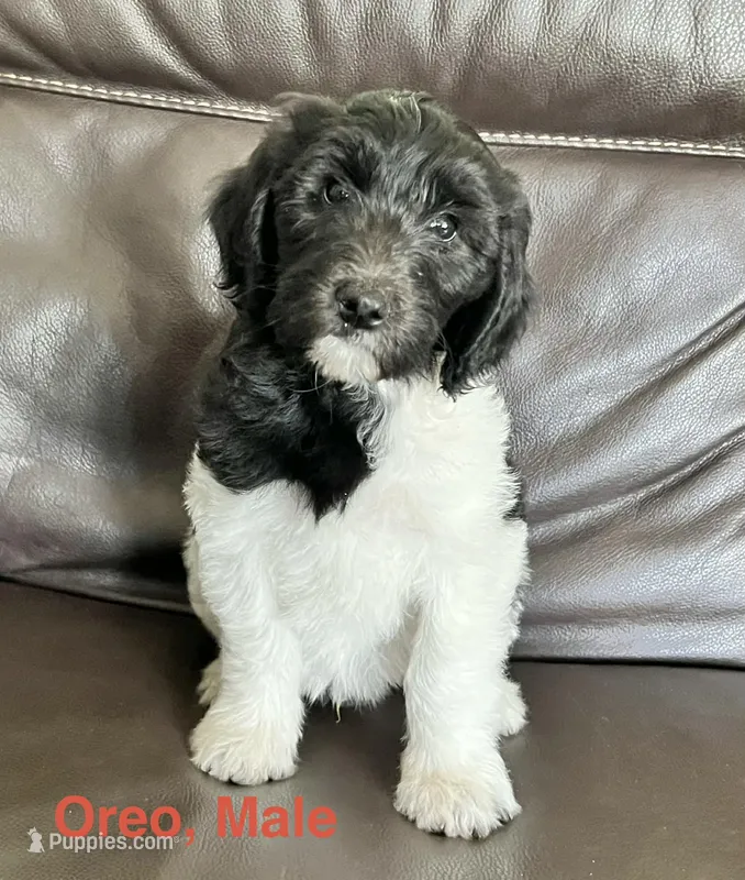 Oreo – Bernese Mountain Dog, Aussiedoodle puppy for sale in Lake Helen, FL