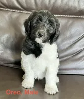 Oreo, a male Bernese Mountain Dog and Aussiedoodle for sale in Lake Helen, FL – 1 of 1