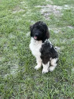 Cowboy , a male Aussiedoodle for sale in Lake Helen, FL – 2 of 3