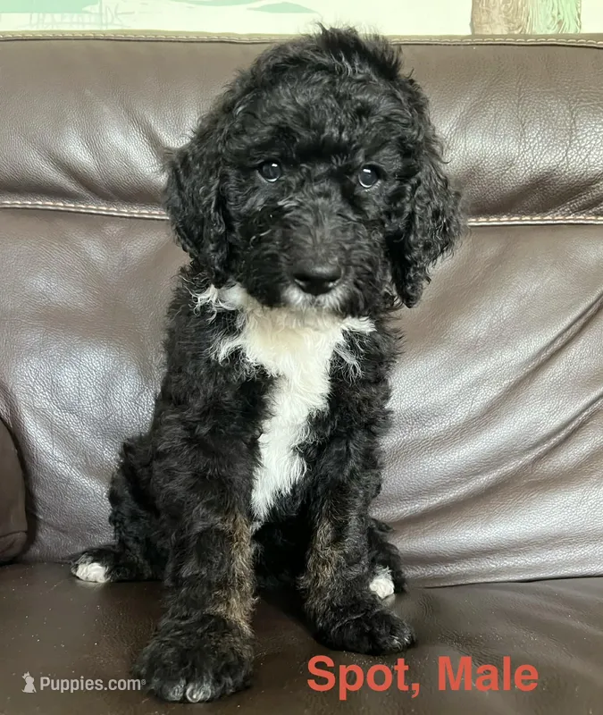 Spot  – Bernese Mountain Dog, Aussiedoodle puppy for sale in Lake Helen, FL