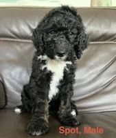 Spot , a male Bernese Mountain Dog and Aussiedoodle for sale in Lake Helen, FL – 1 of 1