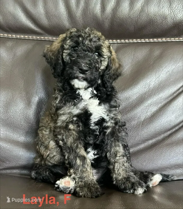 Layla – Bernese Mountain Dog, Aussiedoodle puppy for sale in Lake Helen, FL