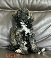 Layla, a female Bernese Mountain Dog and Aussiedoodle for sale in Lake Helen, FL – 1 of 1
