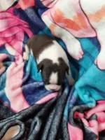 Baby, a female Boston Terrier for sale in Eugene, OR – 3 of 3
