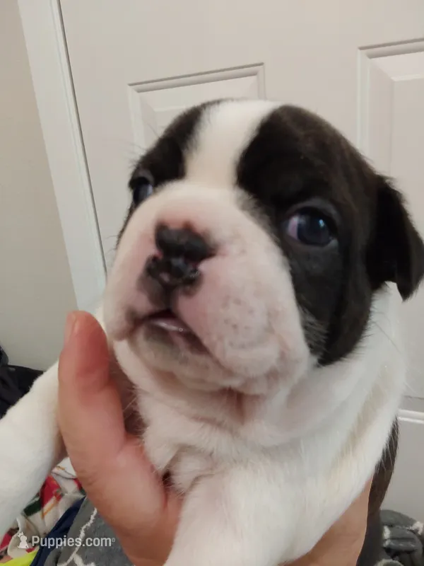 Tilly – Boston Terrier puppy for sale in Eugene, OR