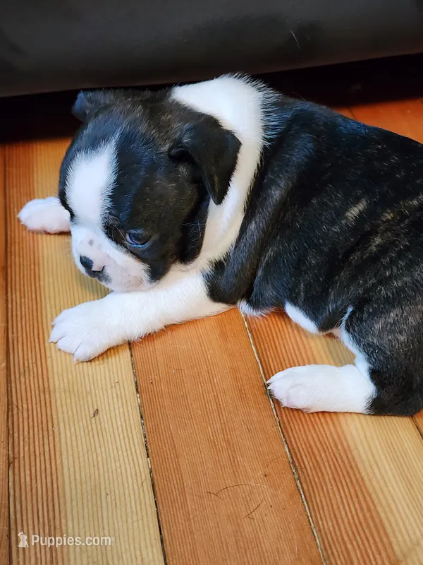 Lilly – Boston Terrier puppy for sale in Eugene, OR