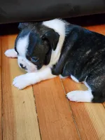 Emma, a female Boston Terrier for sale in Eugene, OR – 2 of 2