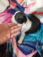 Baby, a female Boston Terrier for sale in Eugene, OR – 2 of 3