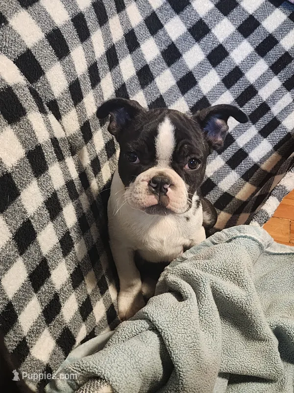 Harley – Boston Terrier puppy for sale in Eugene, OR