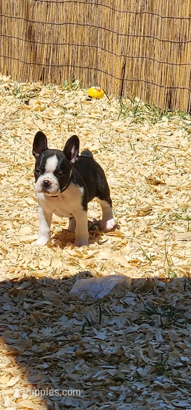 June – Boston Terrier puppy for sale in Eugene, OR