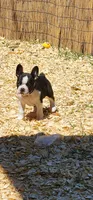 Ava, a female Boston Terrier for sale in Eugene, OR – 3 of 4