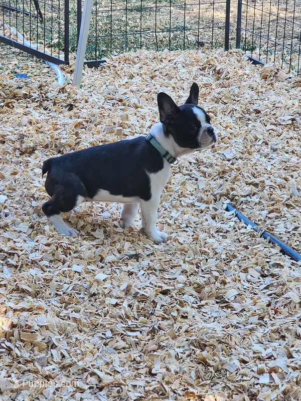 June – Boston Terrier puppy for sale in Eugene, OR