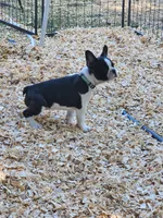 Ava, a female Boston Terrier for sale in Eugene, OR – 2 of 4
