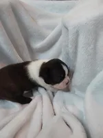 Rome, a male Boston Terrier for sale in Eugene, OR – 3 of 3