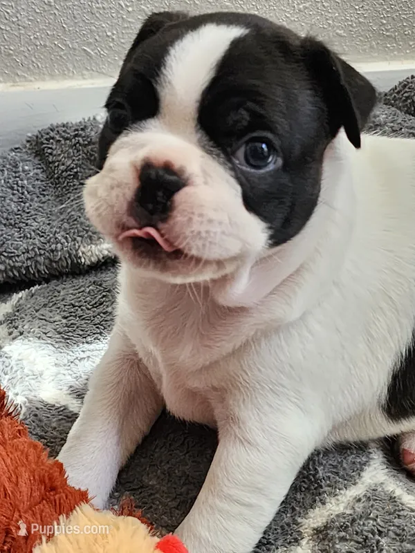 Tilly – Boston Terrier puppy for sale in Eugene, OR