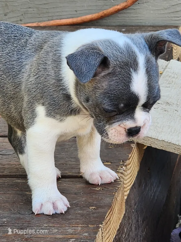 Bruno – Boston Terrier puppy for sale in Eugene, OR