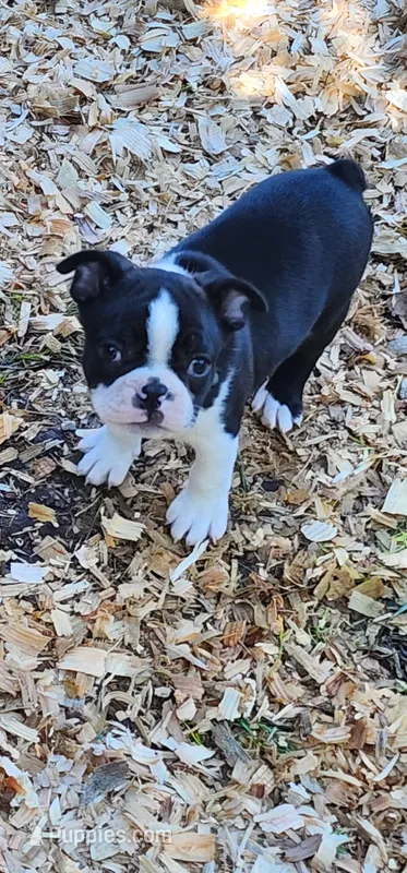 Harley – Boston Terrier puppy for sale in Eugene, OR