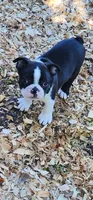 Harley, a male Boston Terrier for sale in Eugene, OR – 1 of 1