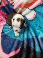 July, a female Boston Terrier for sale in Eugene, OR – 2 of 2