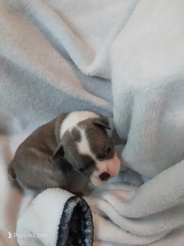 Bruno – Boston Terrier puppy for sale in Eugene, OR