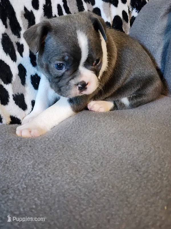 Drk grey – Boston Terrier puppy for sale in Eugene, OR