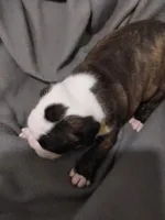 Milly, a female Boston Terrier for sale in Eugene, OR – 2 of 2