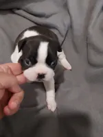 Tilly, a female Boston Terrier for sale in Eugene, OR – 3 of 4