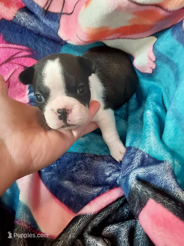 Baby – Boston Terrier puppy for sale in Eugene, OR