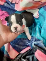 Baby, a female Boston Terrier for sale in Eugene, OR – 1 of 3