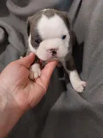 Buba, a male Boston Terrier for sale in Eugene, OR – 2 of 2