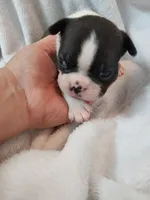 Rome, a male Boston Terrier for sale in Eugene, OR – 2 of 3