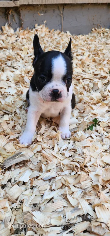 June – Boston Terrier puppy for sale in Eugene, OR