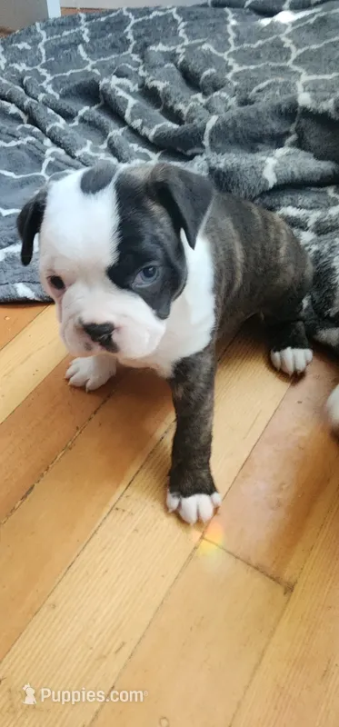 Milly – Boston Terrier puppy for sale in Eugene, OR