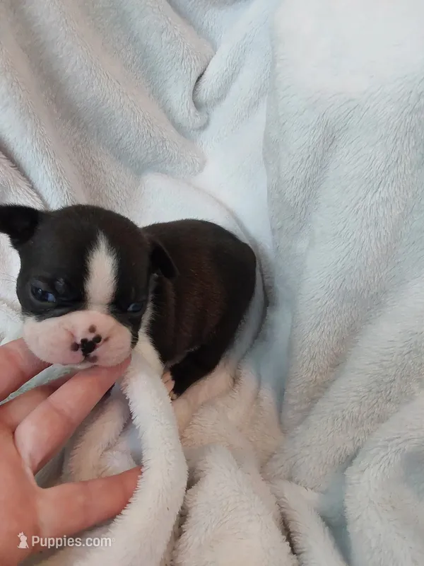 Rome – Boston Terrier puppy for sale in Eugene, OR