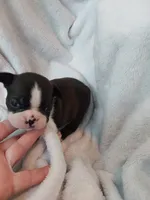 Rome, a male Boston Terrier for sale in Eugene, OR – 1 of 3