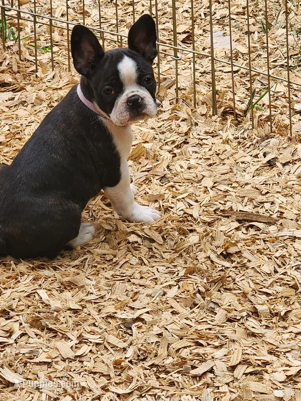 Ava – Boston Terrier puppy for sale in Eugene, OR