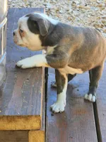 Tank, a male Boston Terrier for sale in Eugene, OR – 1 of 4
