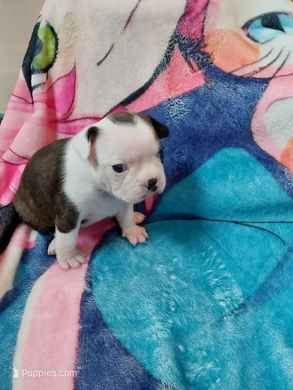 July – Boston Terrier puppy for sale in Eugene, OR