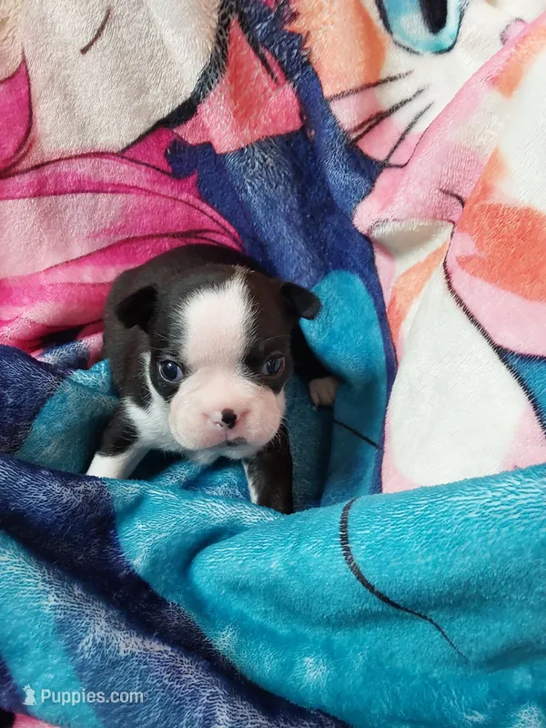 June – Boston Terrier puppy for sale in Eugene, OR