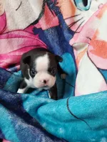 June, a female Boston Terrier for sale in Eugene, OR – 1 of 2