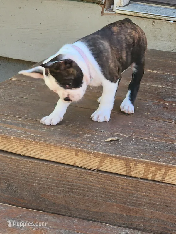 July – Boston Terrier puppy for sale in Eugene, OR