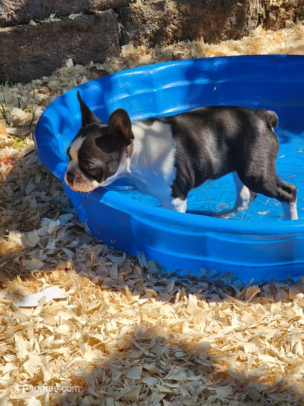 Emma – Boston Terrier puppy for sale in Eugene, OR