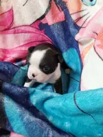 June, a female Boston Terrier for sale in Eugene, OR – 2 of 2