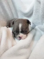 Drk grey, a male Boston Terrier for sale in Eugene, OR – 2 of 3
