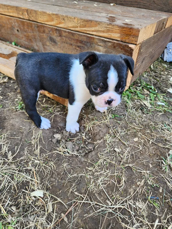 Baby boy – Boston Terrier puppy for sale in Eugene, OR