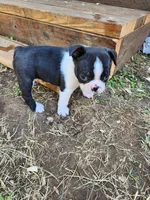 Baby boy, a male Boston Terrier for sale in Eugene, OR – 1 of 1